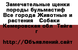 Замечательные щенки породы бульмастиф - Все города Животные и растения » Собаки   . Кемеровская обл.,Тайга г.